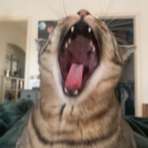 Meet your Posher, Katie